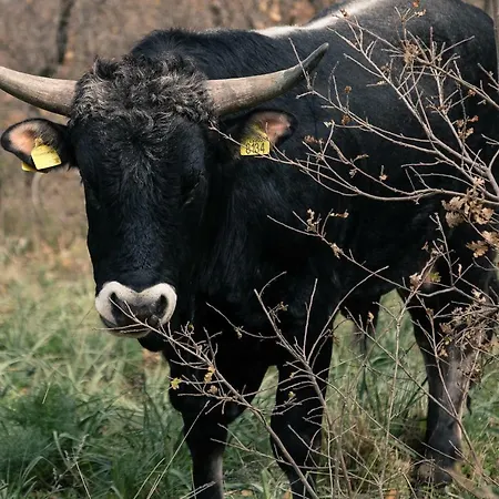 Tenuta Tedone Consolini Alloggio per agriturismo Ruvo di Puglia