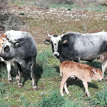 Alloggio per agriturismo Tenuta Tedone Consolini Ruvo di Puglia